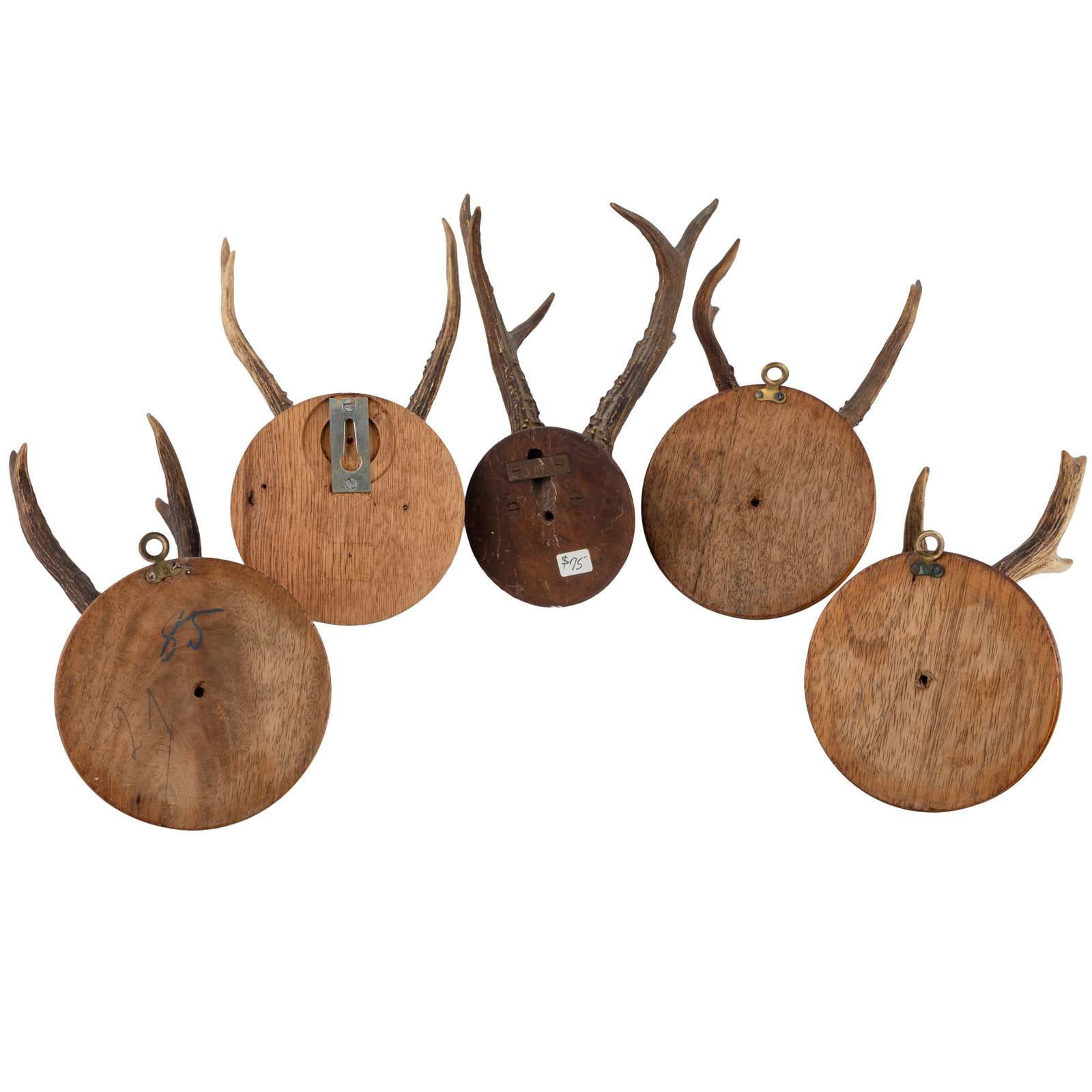 Roe Deer Skull Cap Mounts - 3