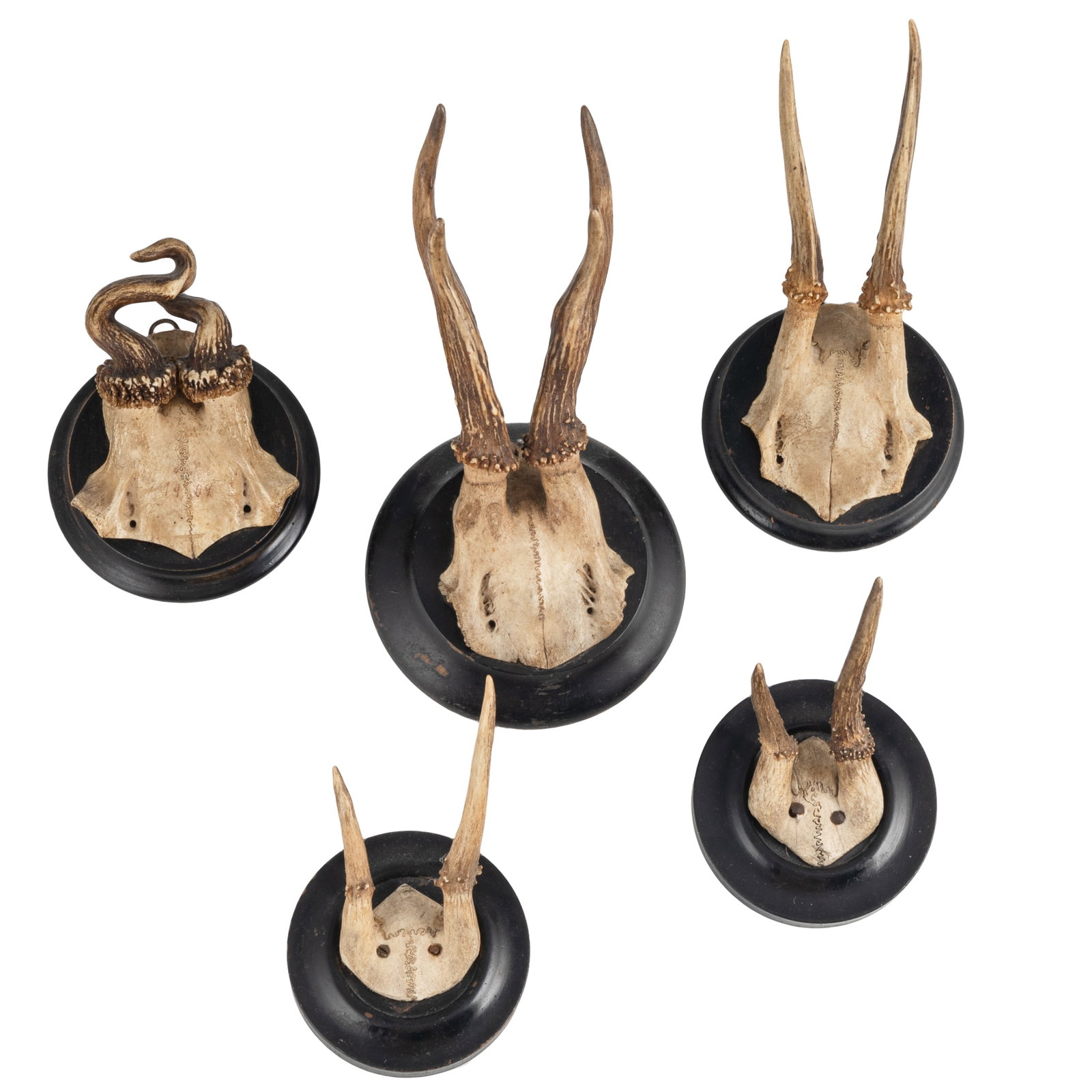 Roe Deer Skull Cap Mounts: Roe Deer Skull Cap Mounts Group of five roe deer skull cap mounts displayed on circular black painted wooden plaques, several with writing verso and one dated 1909. Largest (with mount): 9in. x 4
