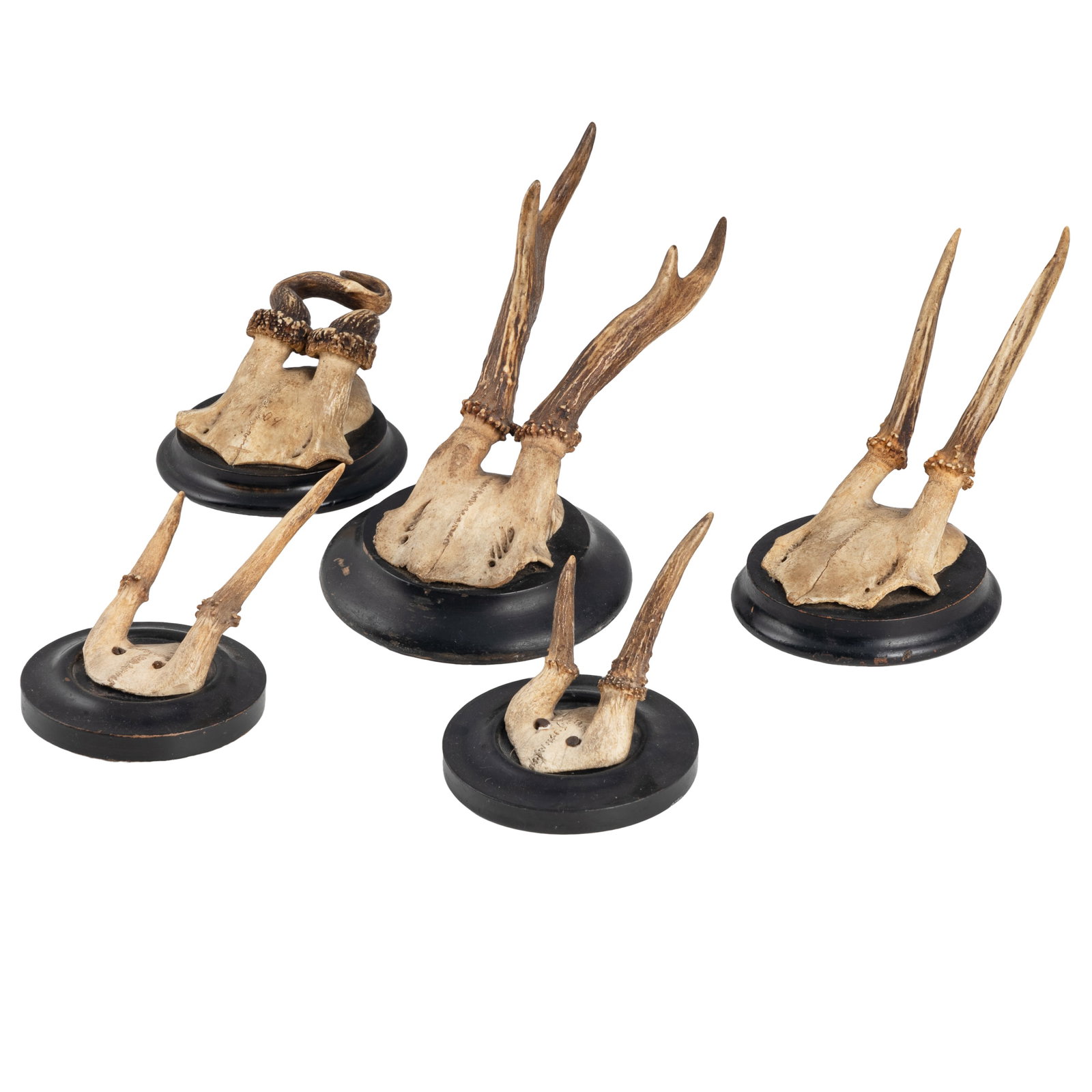 Roe Deer Skull Cap Mounts - 2