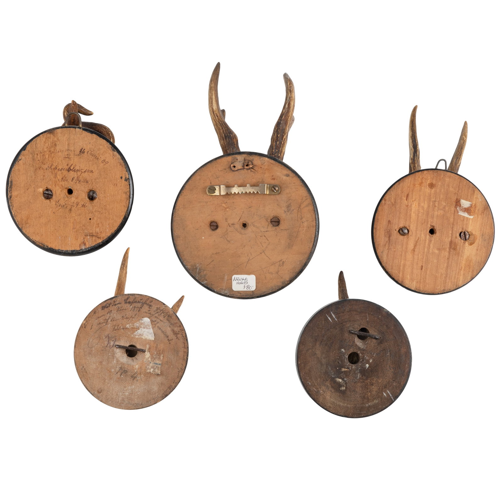 Roe Deer Skull Cap Mounts - 3
