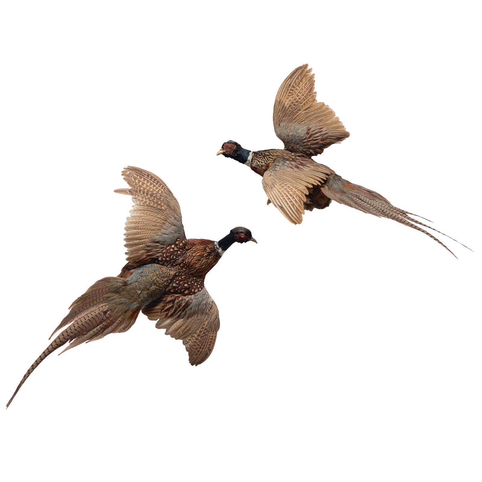Taxidermy Ring-necked Pheasants (1 of 3)