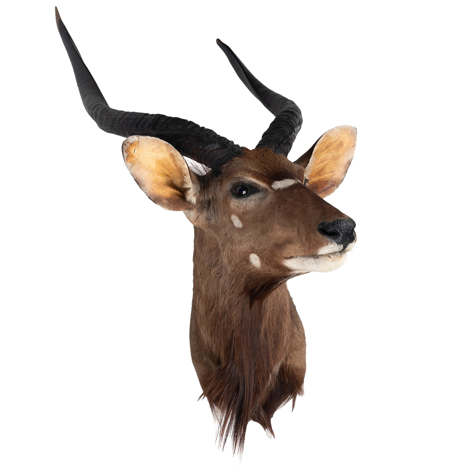 Taxidermy Shoulder Mount of an African Nyala: Taxidermy Shoulder Mount of an African Nyala Taxidermy Shoulder Mount of an African Nyala, having characteristic white spots at the bridge of the nose. 36in. x 27in x 18in (91 1/2cm. x 68 1/2cm x 45