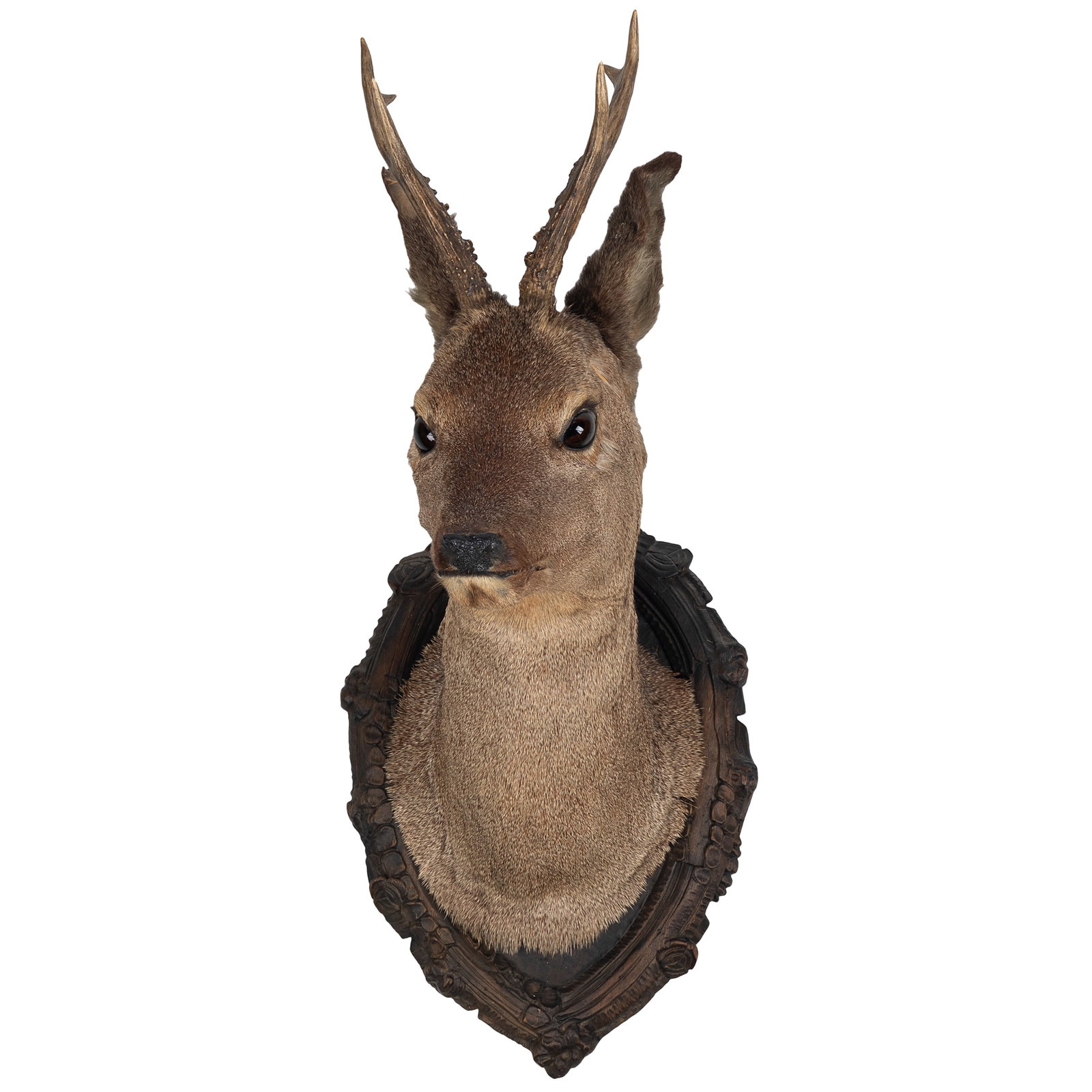 Roe Deer Taxidermy Shoulder Mount: Roe Deer Taxidermy Shoulder Mount German Roe Deer taxidermy shoulder mount displayed on a carved Black Forest plaque. Overall: 25in. x 10in x 12 1/2 in (63 1/2cm. x 25 1/2cm x 31 3/4cm) Condition: Ove
