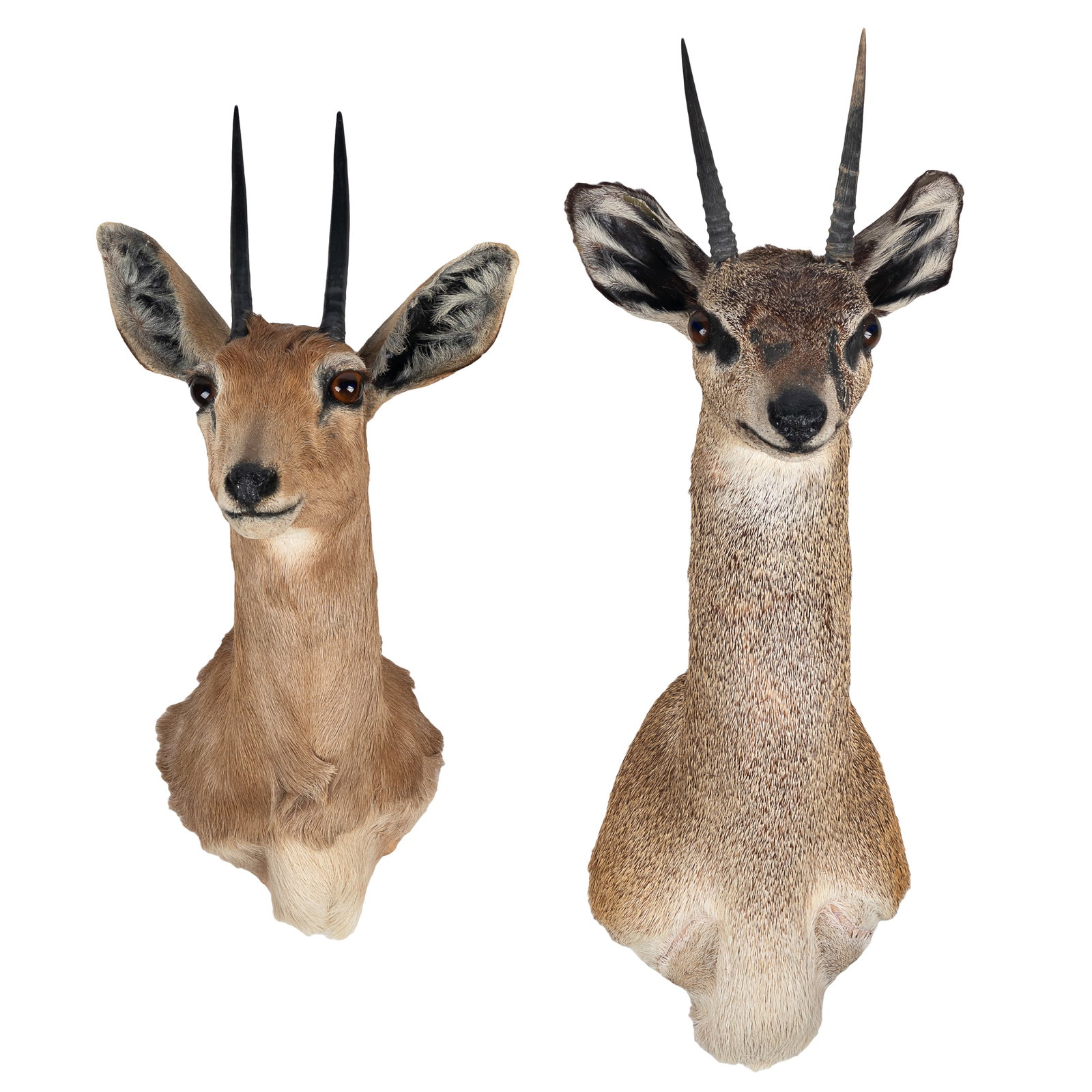 Pygmy Steinbuck and African Klipspringer Shoulder Mounts (1 of 3)