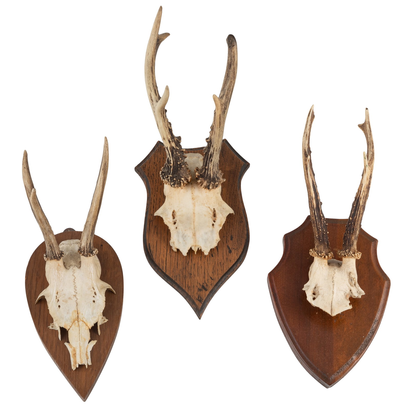 European Roe Deer Mounts: European Roe Deer Mounts Group of nine taxidermy European roe deer mounts displayed on carved wooden heraldic form plaques. Some with writing including cities and dates. One with mandible displayed ve