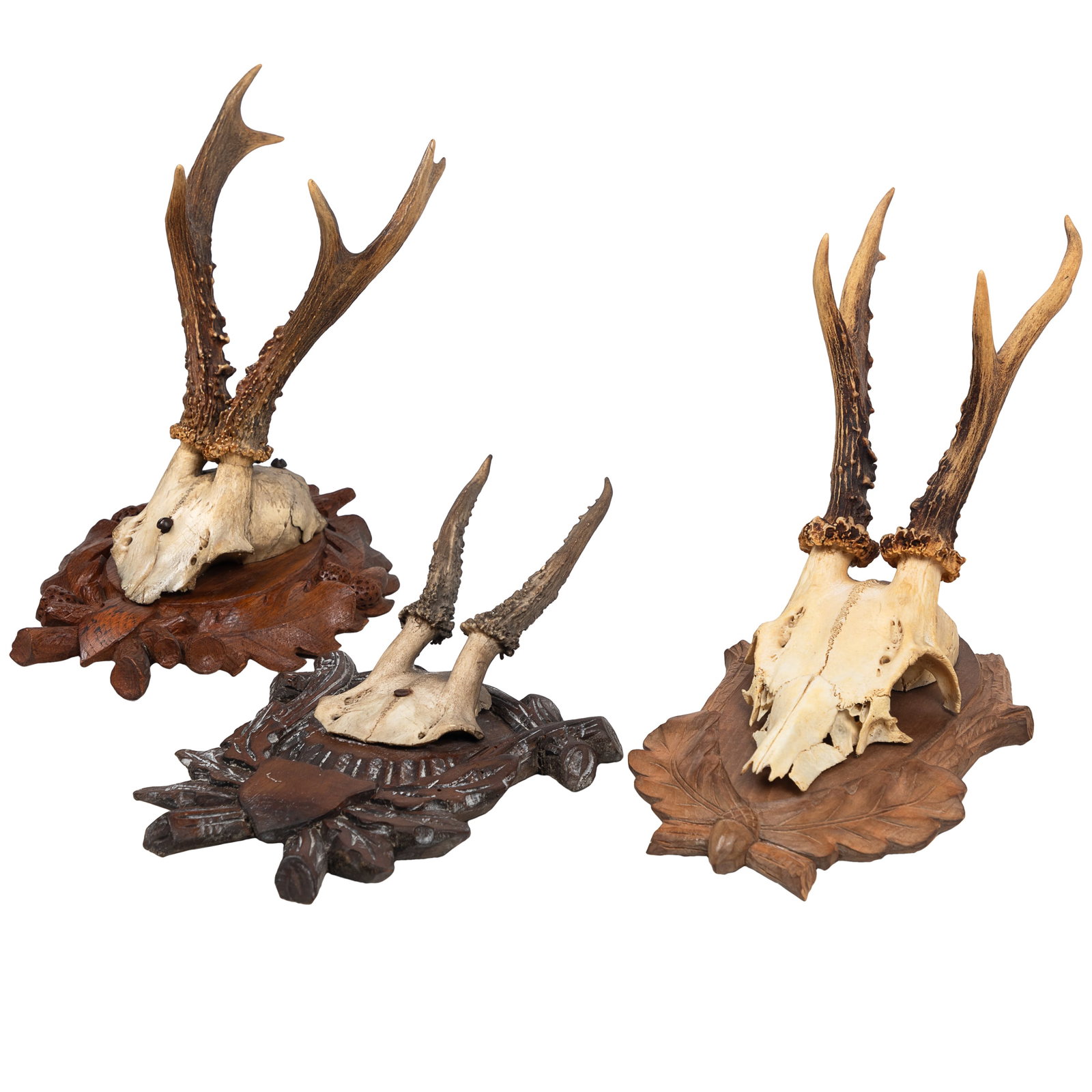 German Roe Deer Skull Cap Mounts (1 of 3)