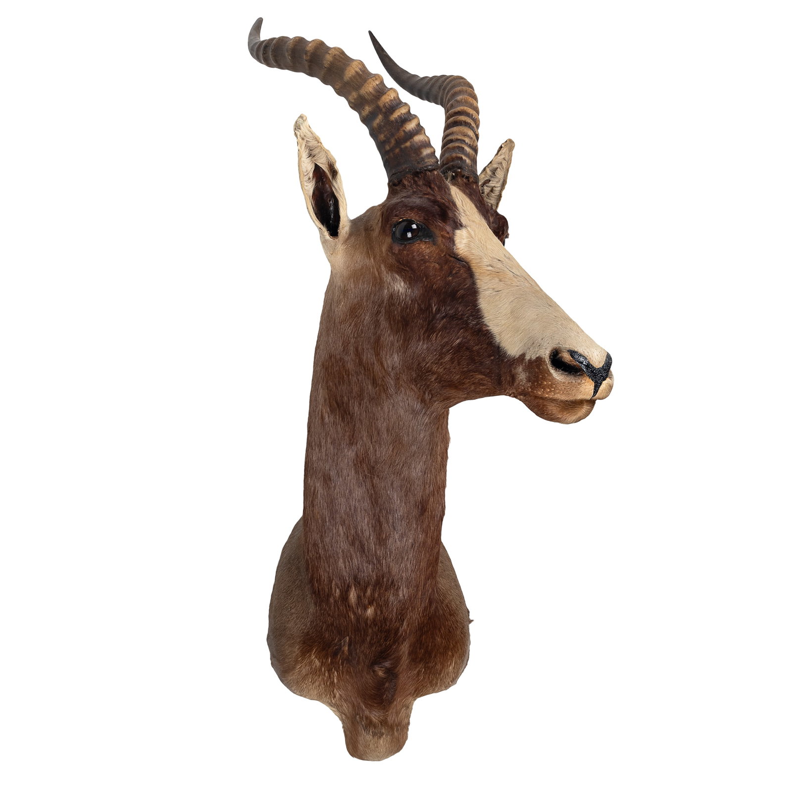 Blesbok Taxidermy Shoulder Mount (1 of 3)