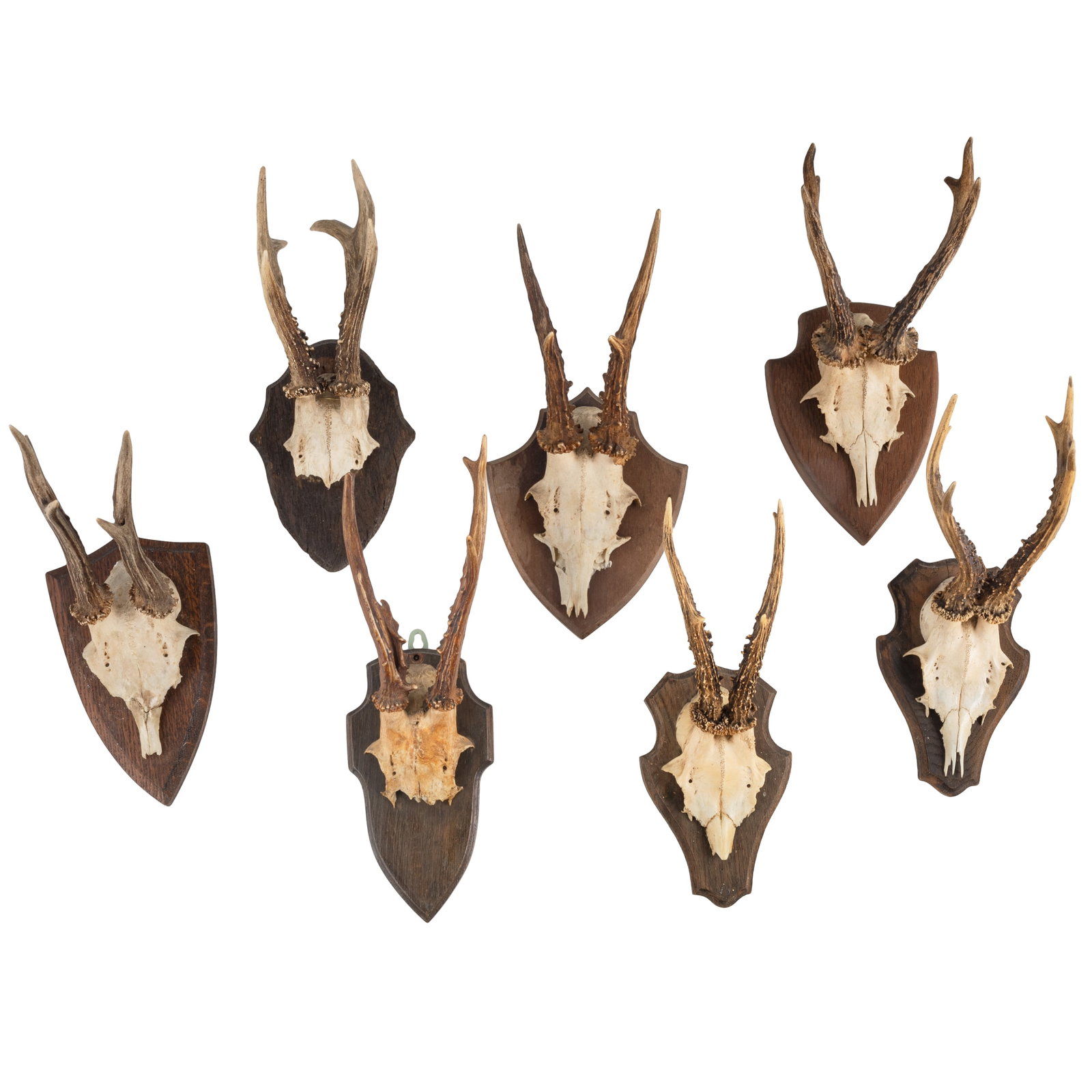 European Roe Deer Mounts: European Roe Deer Mounts Group of seven taxidermy European roe deer mounts displayed on carved wooden heraldic form plaques. Some with writing or label remains including cities and dates. One with par