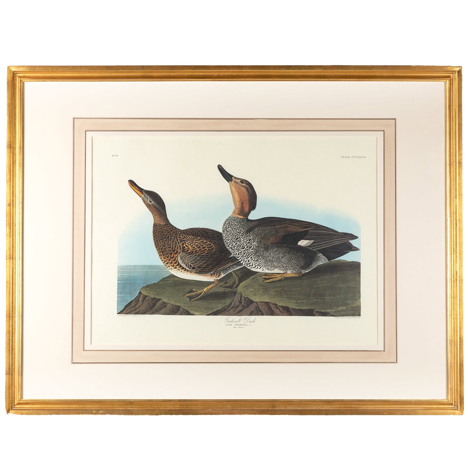After John James Audubon (American, 1785-1851).: After John James Audubon (American, 1785-1851). Gadwall Duck, Plate CCCXLVII. Facsimile color lithograph from the Amsterdam edition of the Birds of America, published in 1971 by Theatrum Orbis Terraru