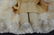 17" Antique Bisque Shoulderhead - COD - 99 - 2/0 - 3