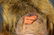 Antique German Bisque Turned Shoulder Head 15 1/2" - 3