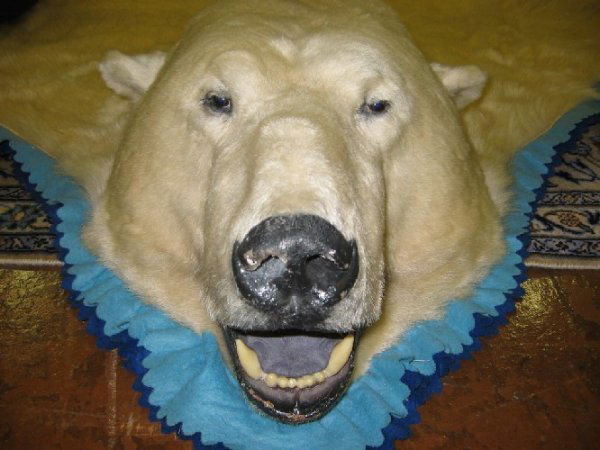 VERY LARGE ALASKAN POLAR BEAR SKIN RUG, Jonas Brot: VERY LARGE ALASKAN POLAR BEAR SKIN RUG, Jonas Brothers Taxidermy, Denver, Colorado, taken in the Sitka area during the late 1960's, full skin with head mount, double blue felt backing, Jonas Bros. clo
