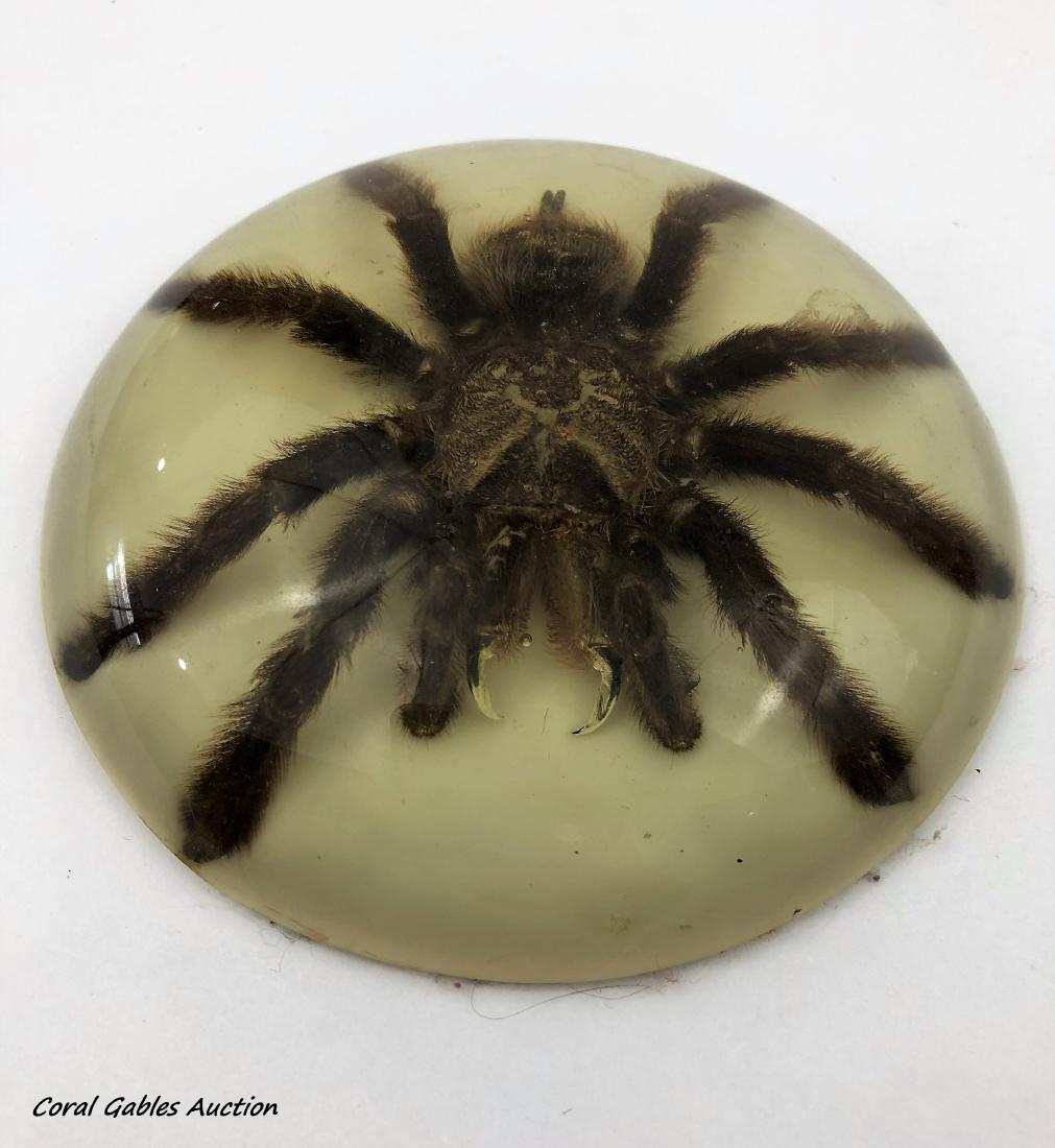 Tarantula in Acrylic Paperweight (1 of 1)