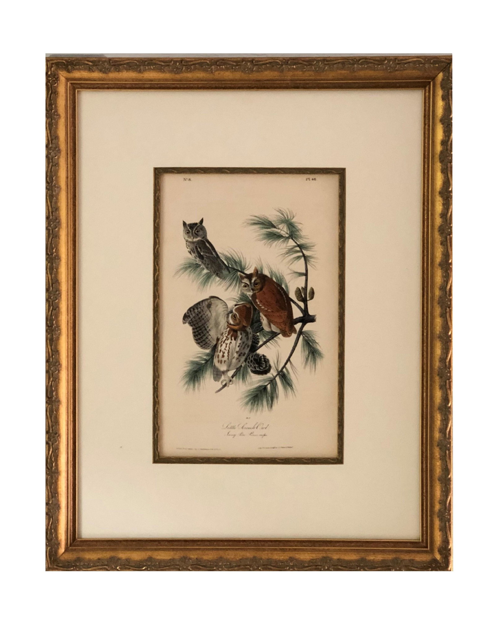 J.J Audubon F.R.S.F.L.S. Bird Print (1 of 3)