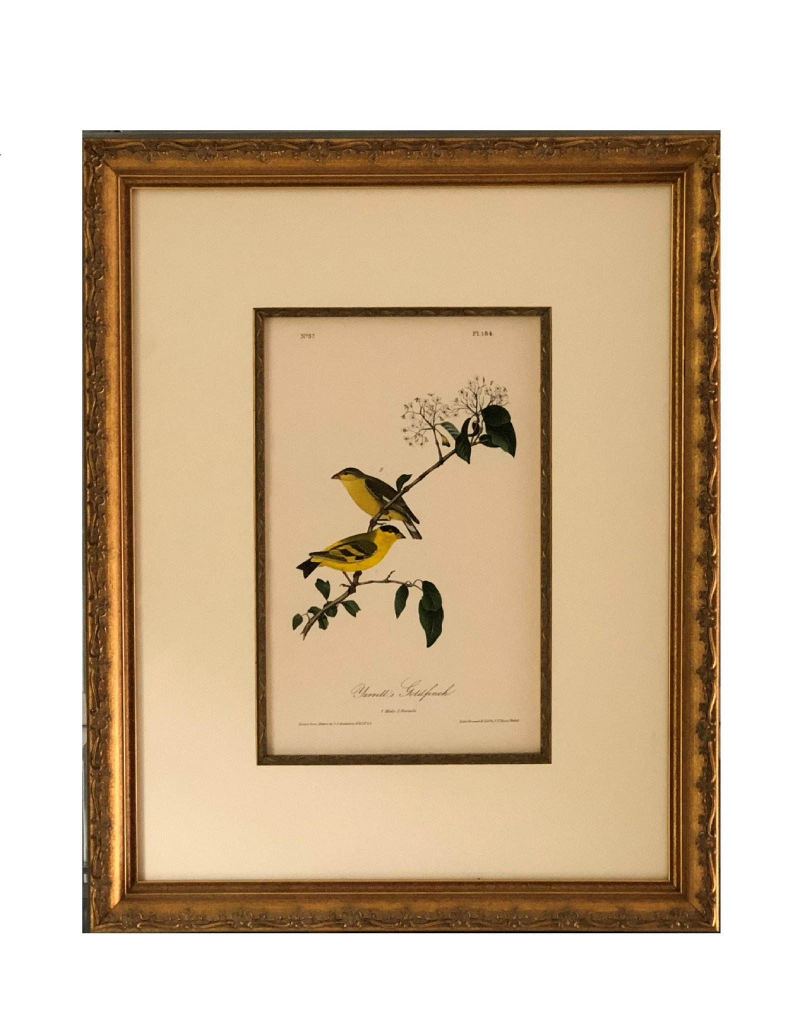 J.J Audubon F.R.S.F.L.S. Bird Print (1 of 3)