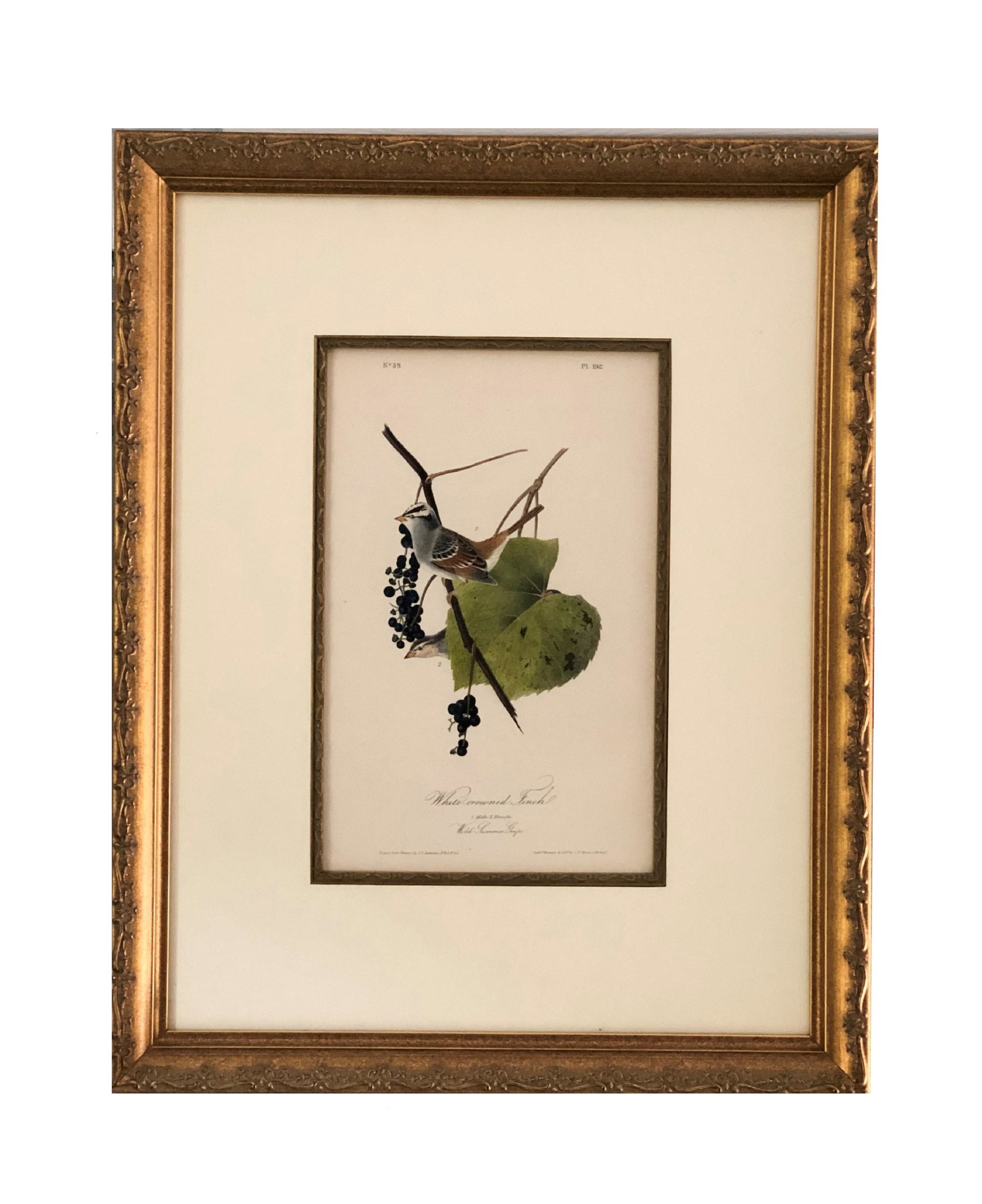 J.J Audubon F.R.S.F.L.S. Bird Print (1 of 3)
