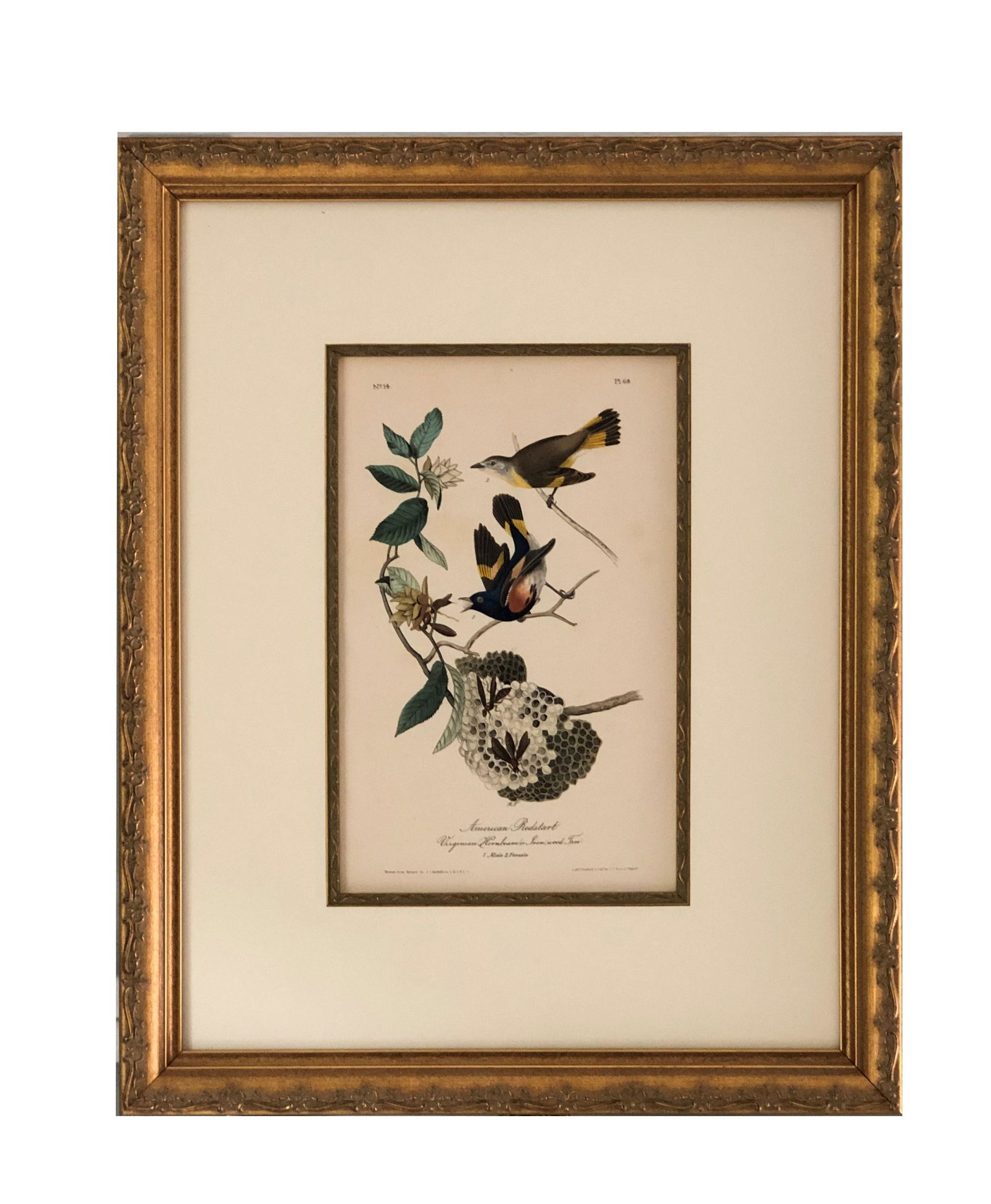 J.J Audubon F.R.S.F.L.S. Bird Print (1 of 3)