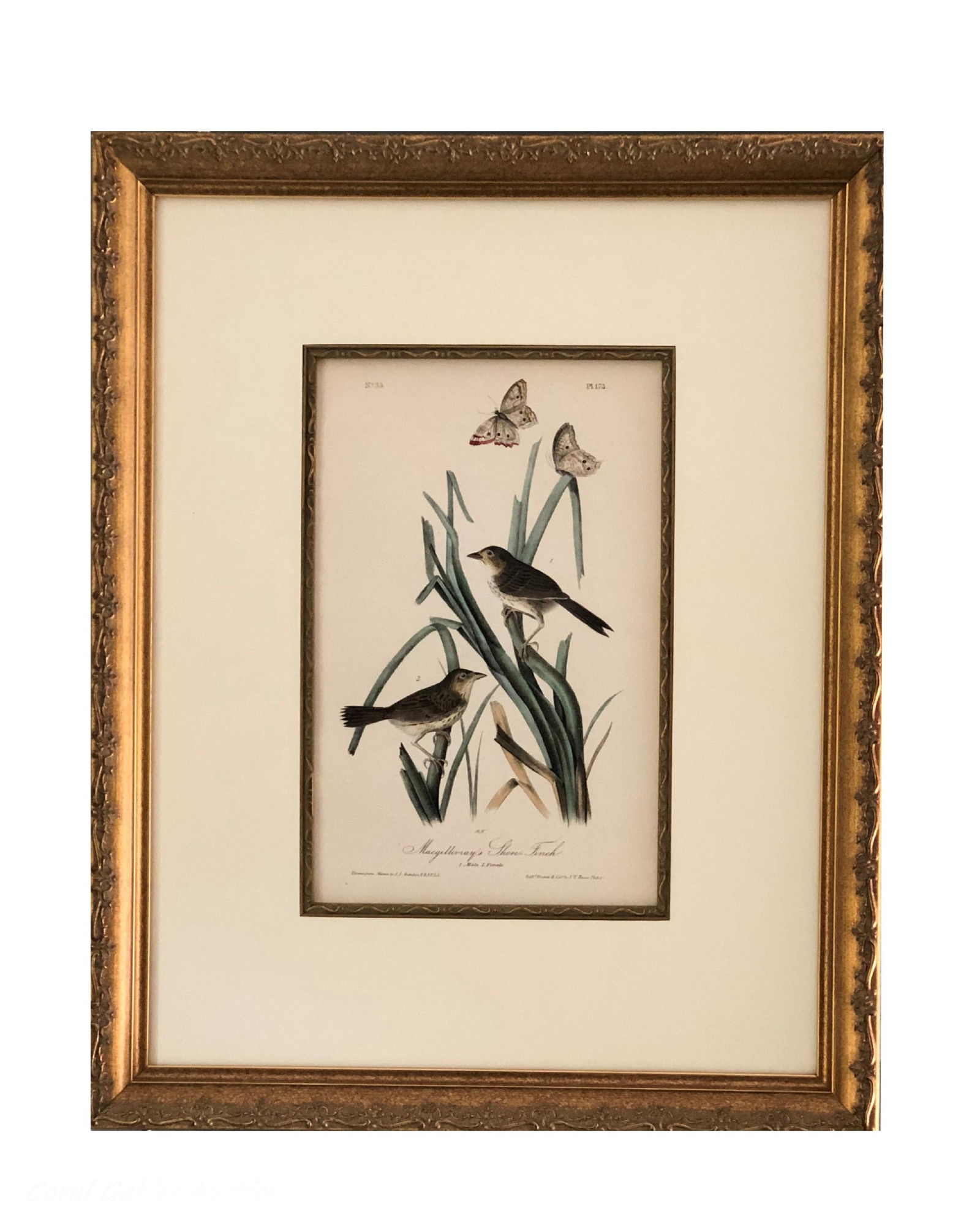 J.J Audubon F.R.S.F.L.S. Bird Print (1 of 2)