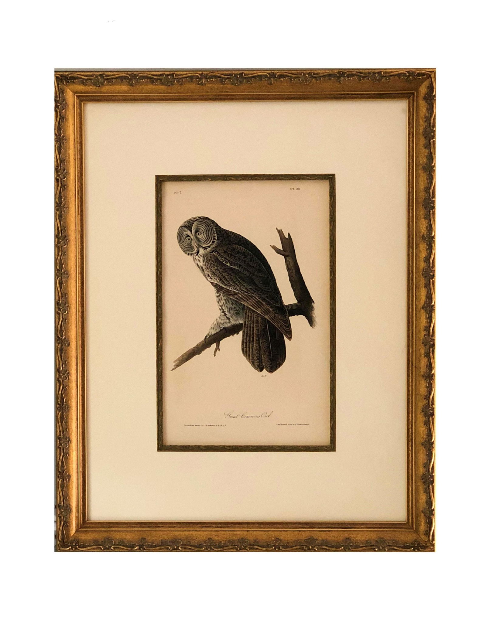 J.J Audubon F.R.S.F.L.S. Bird Print (1 of 3)
