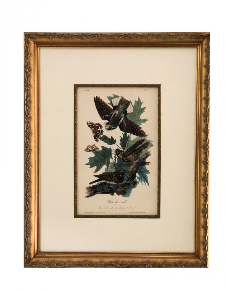 J.J Audubon F.R.S.F.L.S. Bird Print (1 of 3)
