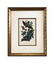 J.J Audubon F.R.S.F.L.S. Bird Print