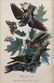 J.J Audubon F.R.S.F.L.S. Bird Print - 2
