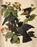 J.J Audubon F.R.S.F.L.S. Bird Print