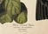 J.J Audubon F.R.S.F.L.S. Bird Print - 2
