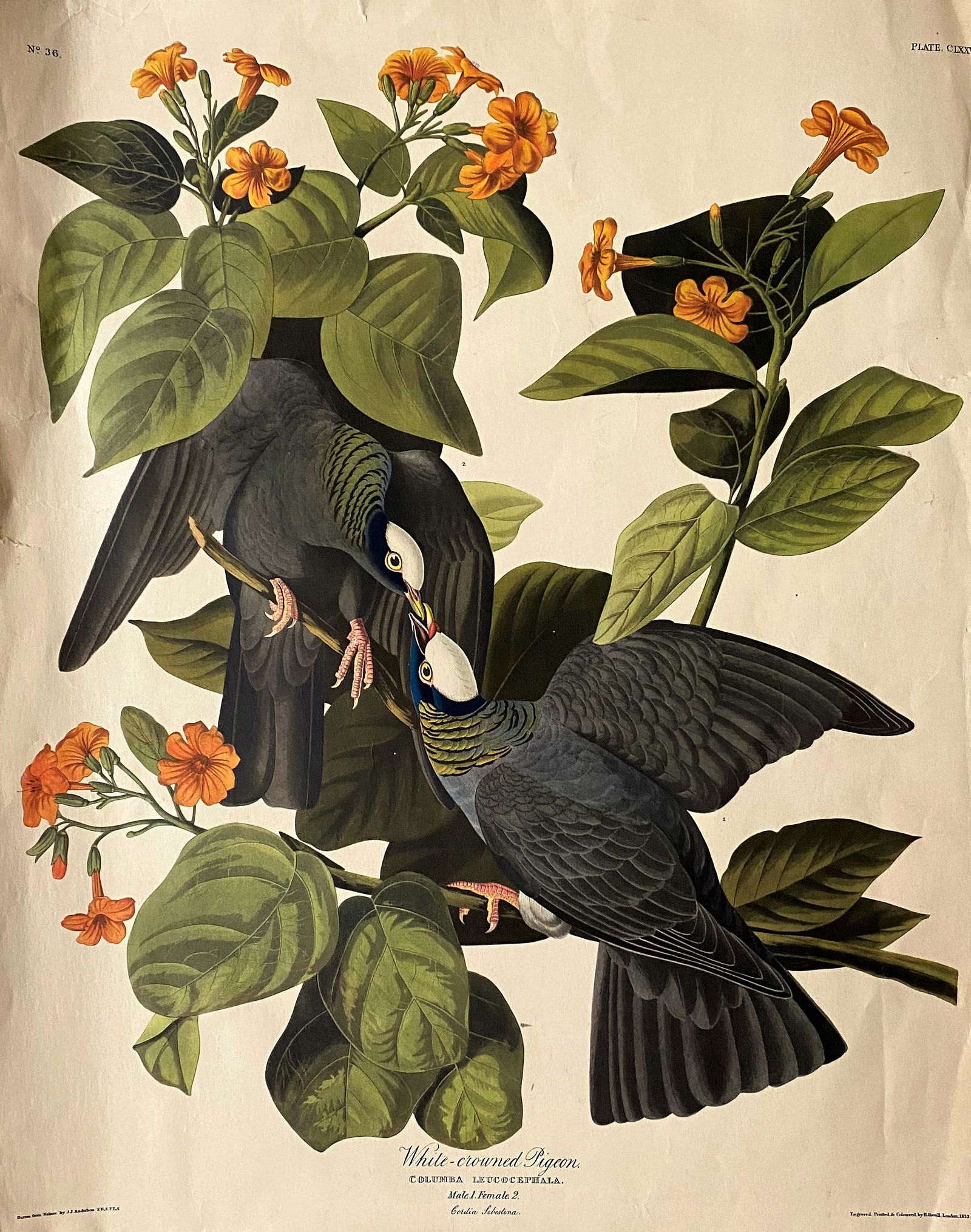 J.J Audubon F.R.S.F.L.S. Bird Print: J.J Audubon F.R.S.F.L.S. Bird Print. Measure 20"in H x 16"in W.