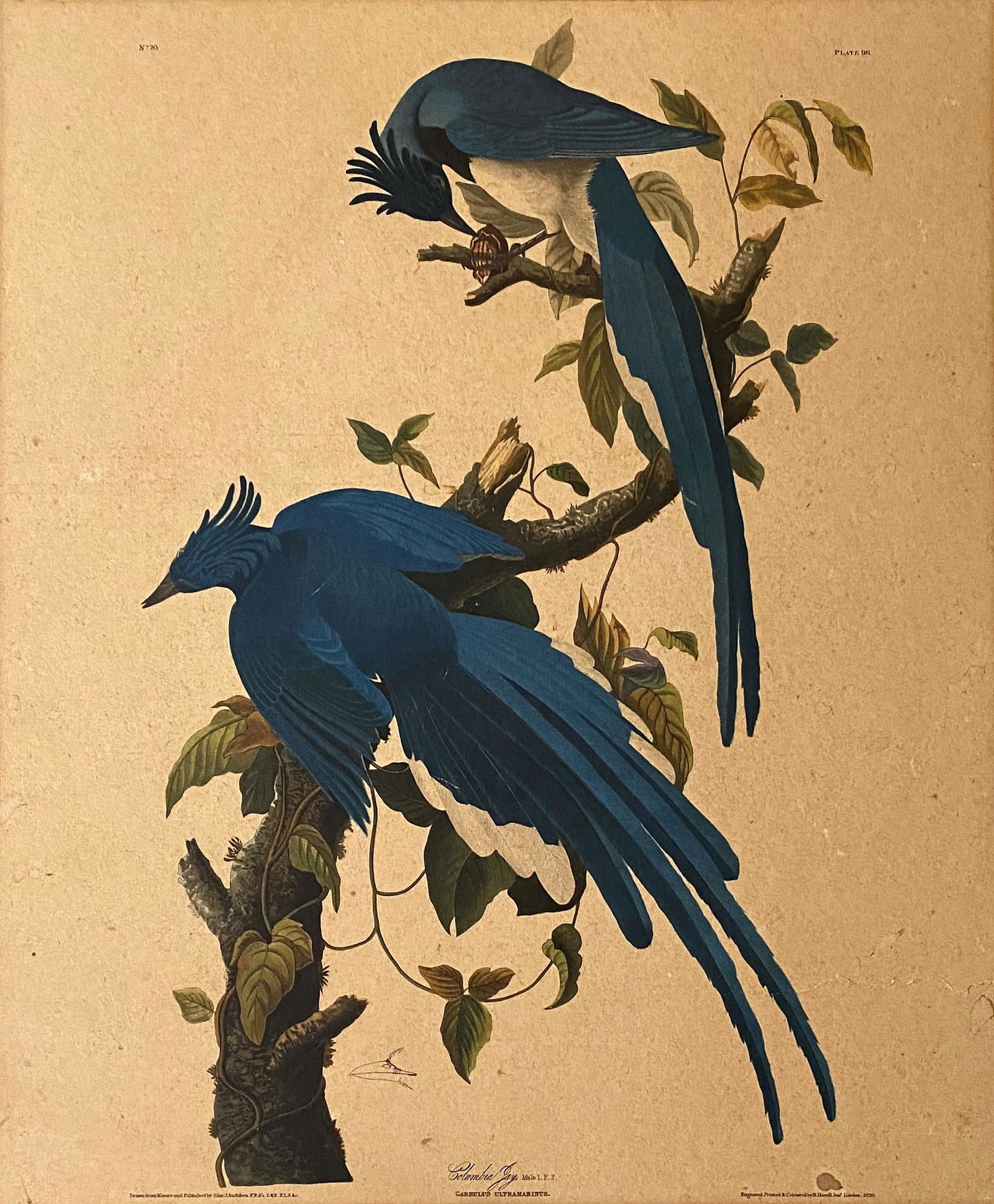 J.J Audubon F.R.S.F.L.S. Bird Print: J.J Audubon F.R.S.F.L.S. Bird Print. Measure 23"in H x 18"in W.