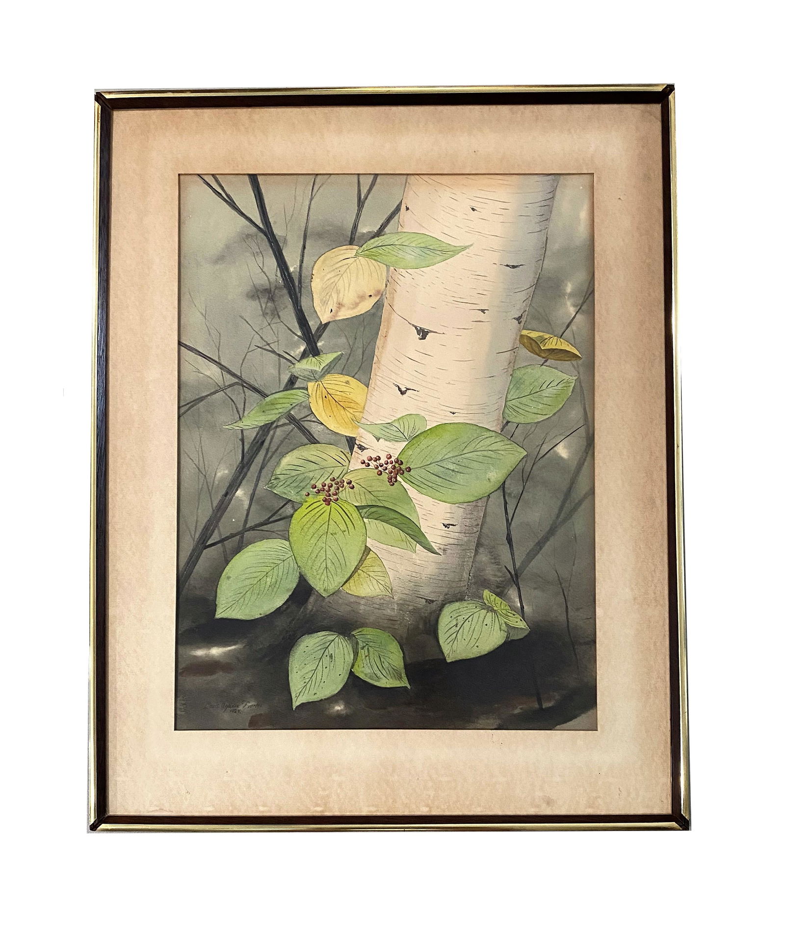 Louis Agassiz Fuertes (1874 - 1927) American (1 of 4)