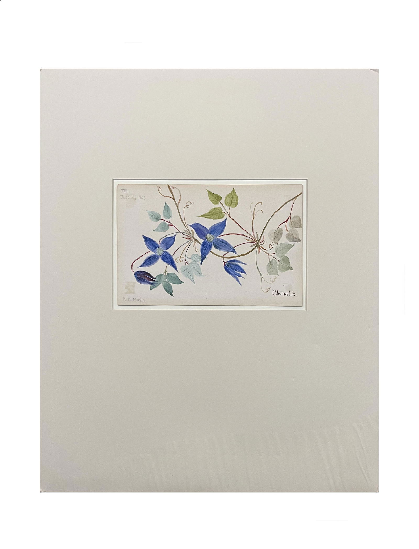 American Botanical Watercolor by E R Martin (1 of 7)