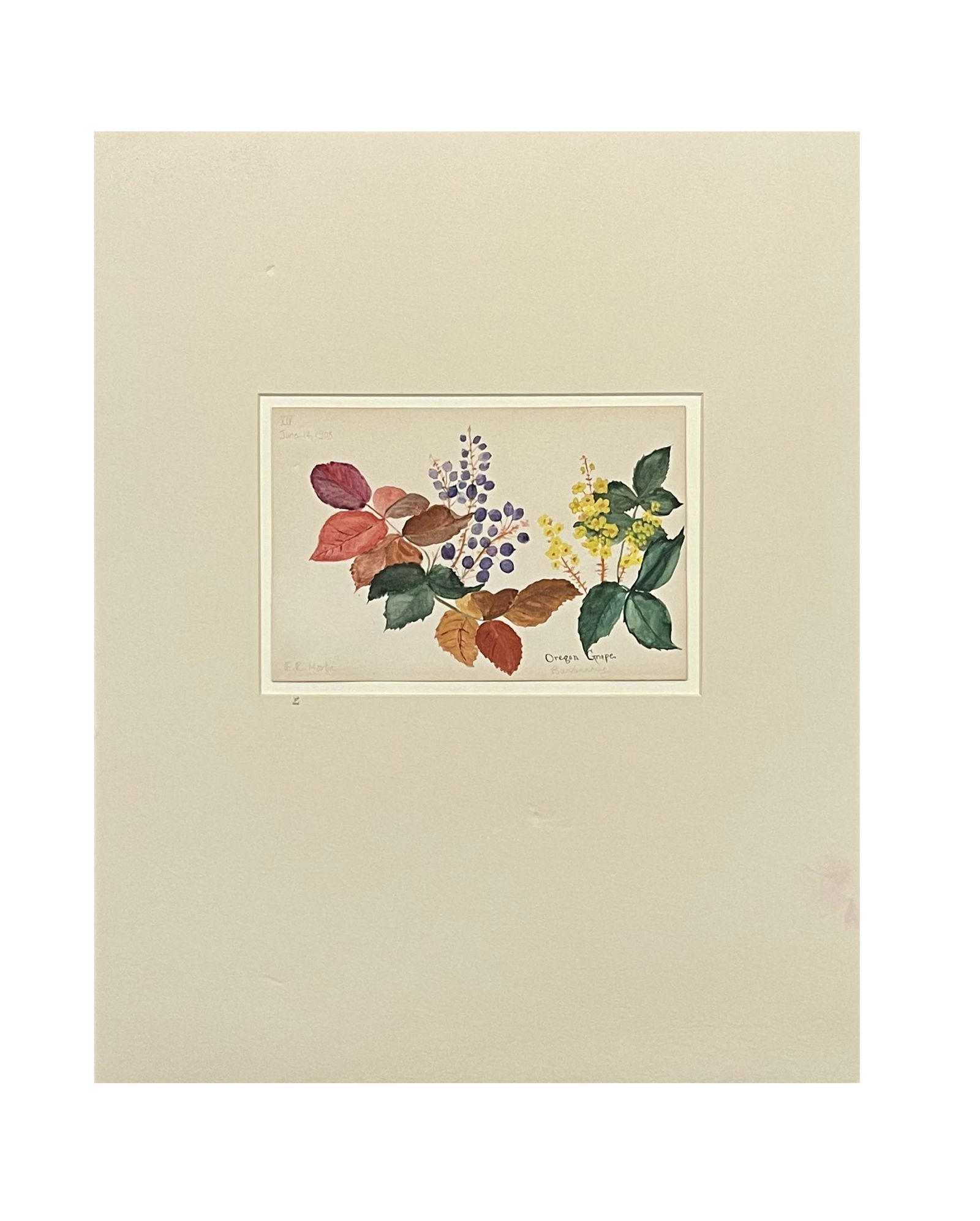American Botanical Watercolor by E R Martin (1 of 8)