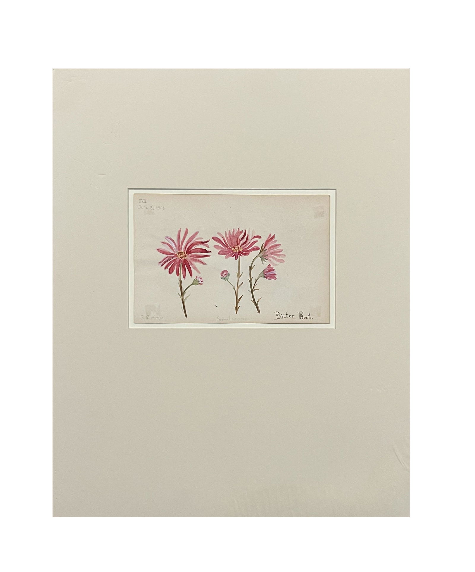 American Botanical Watercolor by E R Martin (1 of 8)