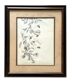 Francis John McComas (1875 - 1938) Tasmania