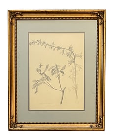 Francis John McComas (1875 - 1938) Tasmania