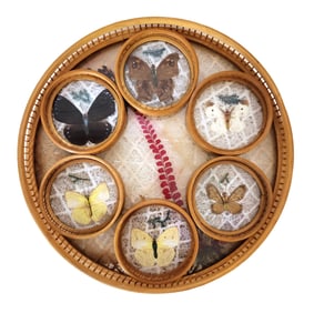 Vintage Butterfly Specimen Coaster Set with Tray – 7-Piece Display