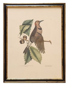 19th Century Style Hand-Colored Ornithological Print – Golden-Winged Woodpecker
