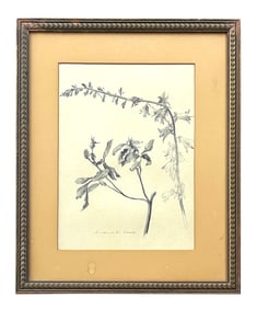 Francis John McComas (1875 - 1938) Tasmania