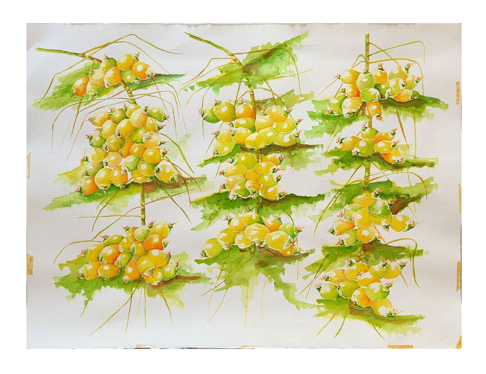 Botanical Watercolor of Golden Currant Berries on Branches, Unsigned: Delicate botanical watercolor painting depicting clusters of golden currant berries growing on leafy branches. The composition features multiple groupings of fruit rendered in vibrant yellow, orange,