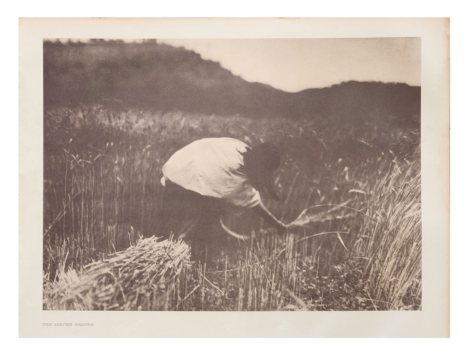 Edward Sheriff Curtis (1868 - 1952) American: Edward Sheriff Curtis (1868 - 1952) American Title: The Apache Reaper Print Caption - Engraving Date: 1906 Measure 13"in H x 18"in W no framed Here the Apache woman is seen in her small wheatfie