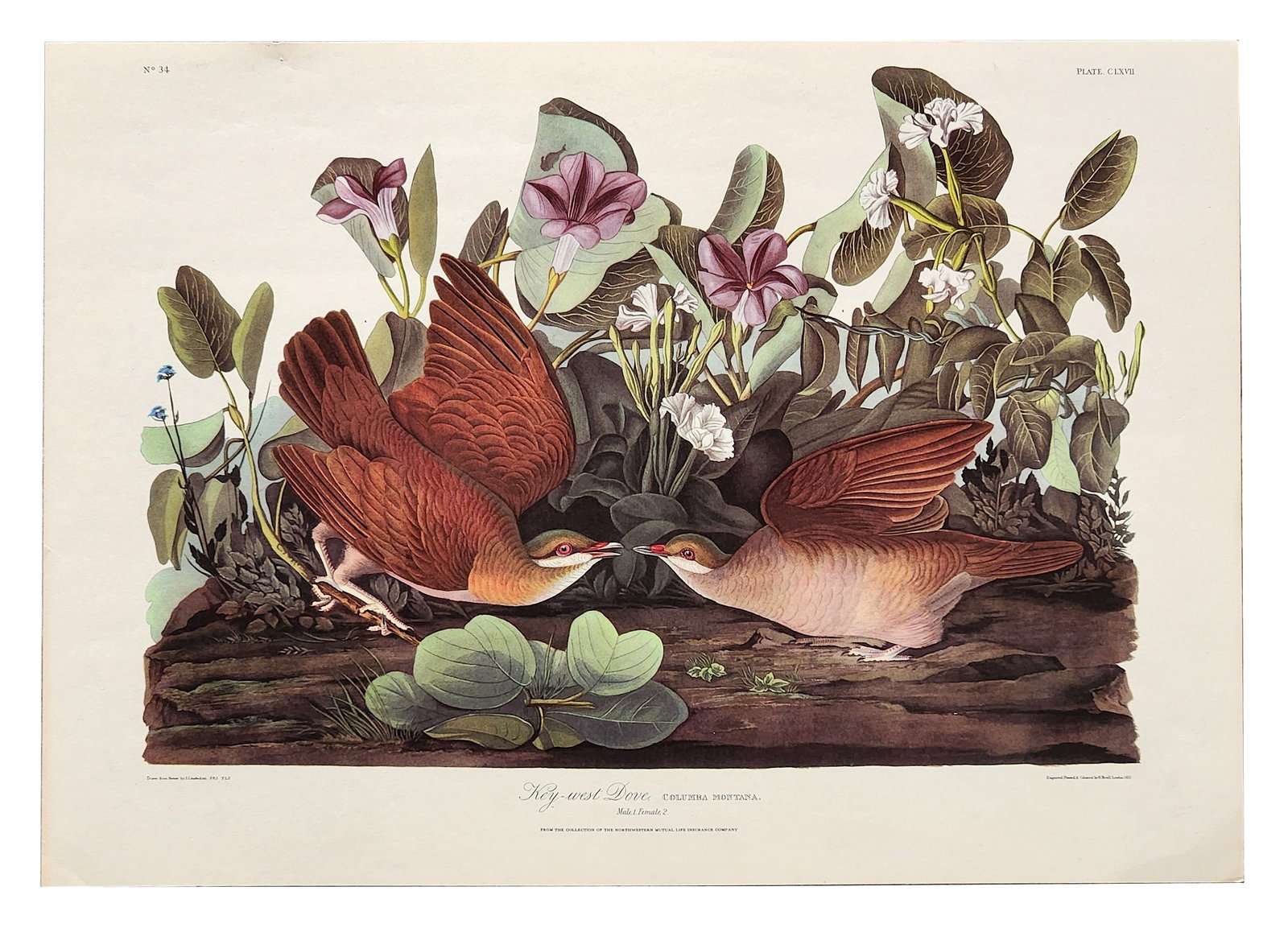 John James Audubon (1785–1851) Key-West Dove (Columba Montana) – Engraving (1 of 4)