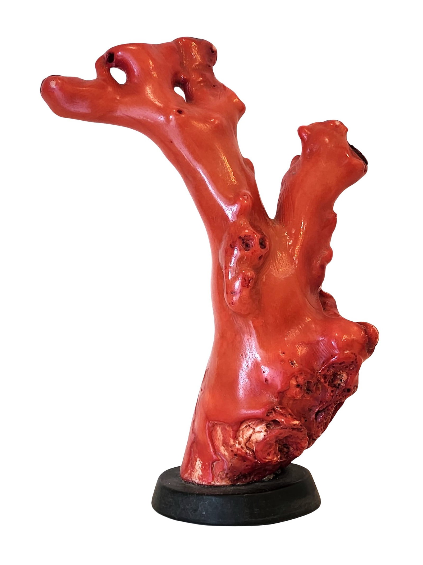 Large Red Coral Branch on Stand, Mid-20th Century: A substantial Mediterranean red coral branch, presented upright on a round base. The natural form displays vibrant red-orange tones, with organic striations and cavities characteristic of genuine cora