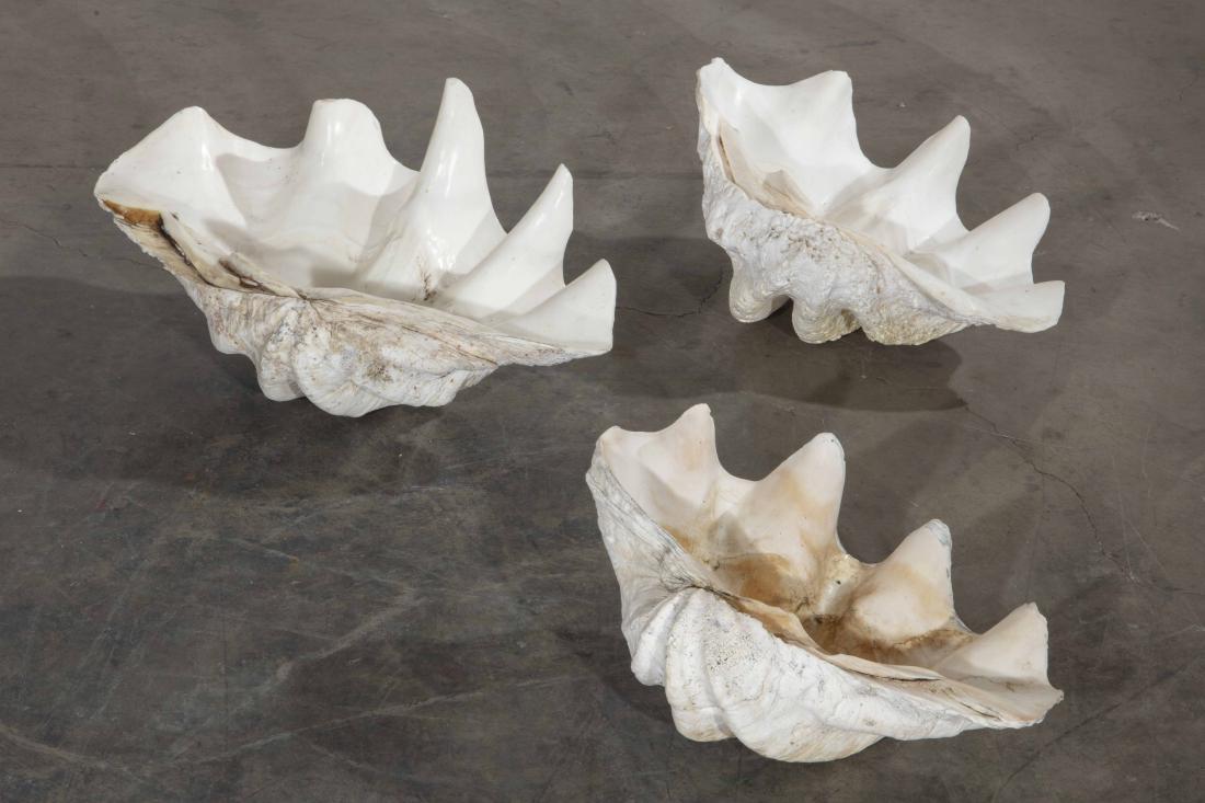 Three giant clam shells: Three giant clam shells height of largest 9in (23cm); width 25in (63.5cm); depth 15 1/2in (39.5cm) Provenance: Property from the Collection of Mary Ellen Wiegand.