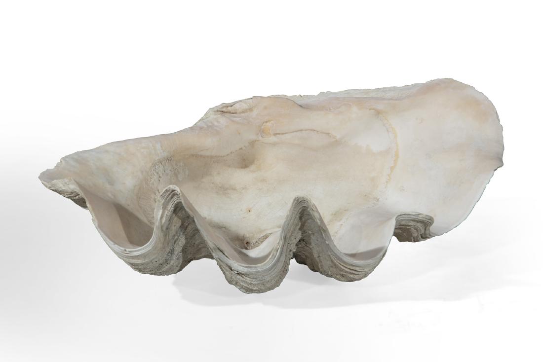 A large clam shell: A large clam shell height 9 1/2in (24cm); width 25in (63.5cm); depth 15in (38cm)Provenance: Property from a Private Collection, Philadelphia, Pennsylvania