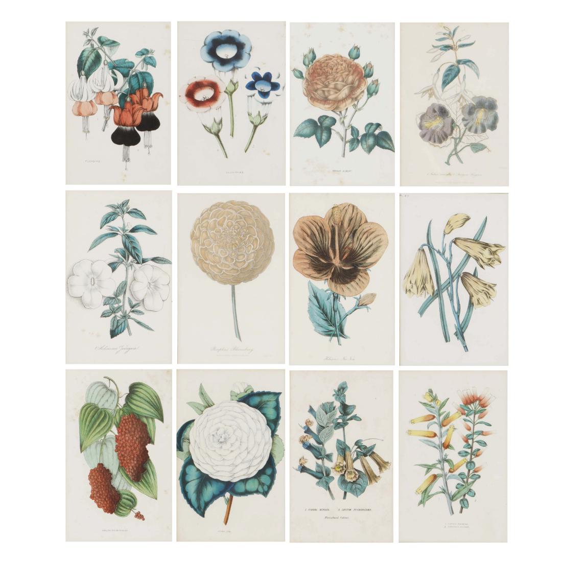 A collection of twelve botanical engravings: A collection of twelve colored botanical engravings Handsomely framed and matted. overall 17 3/4 x 14 1/4in (45 x 36cm)