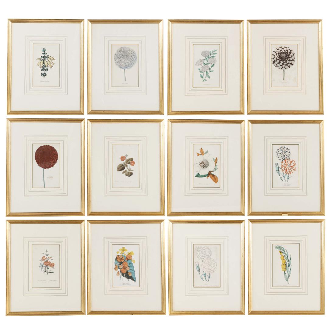 A collection of twelve botanical engravings: A collection of twelve colored botanical engravings Handsomely framed and matted. overall 17 3/4 x 14 1/4in (45 x 36cm)