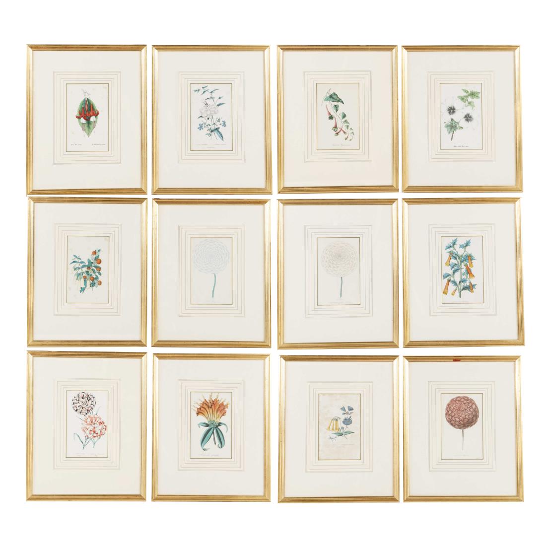 A set of twelve botanical engravings: A set of twelve colored botanical engravings Handsomely framed and matted. overall 17 3/4 x 14 1/4in (45 x 36cm)