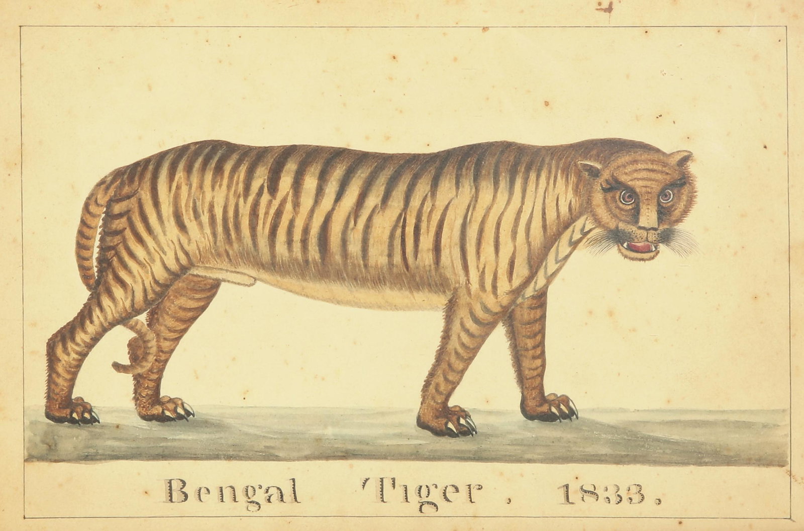 English School, Bengal Tiger, watercolor: English School (19th century) Bengal Tiger watercolor inscribed and dated 1833 6 3/4 x 9 3/4in (17 x 25cm) Provenance: Property from a Private Collector, Palm Springs, Calif