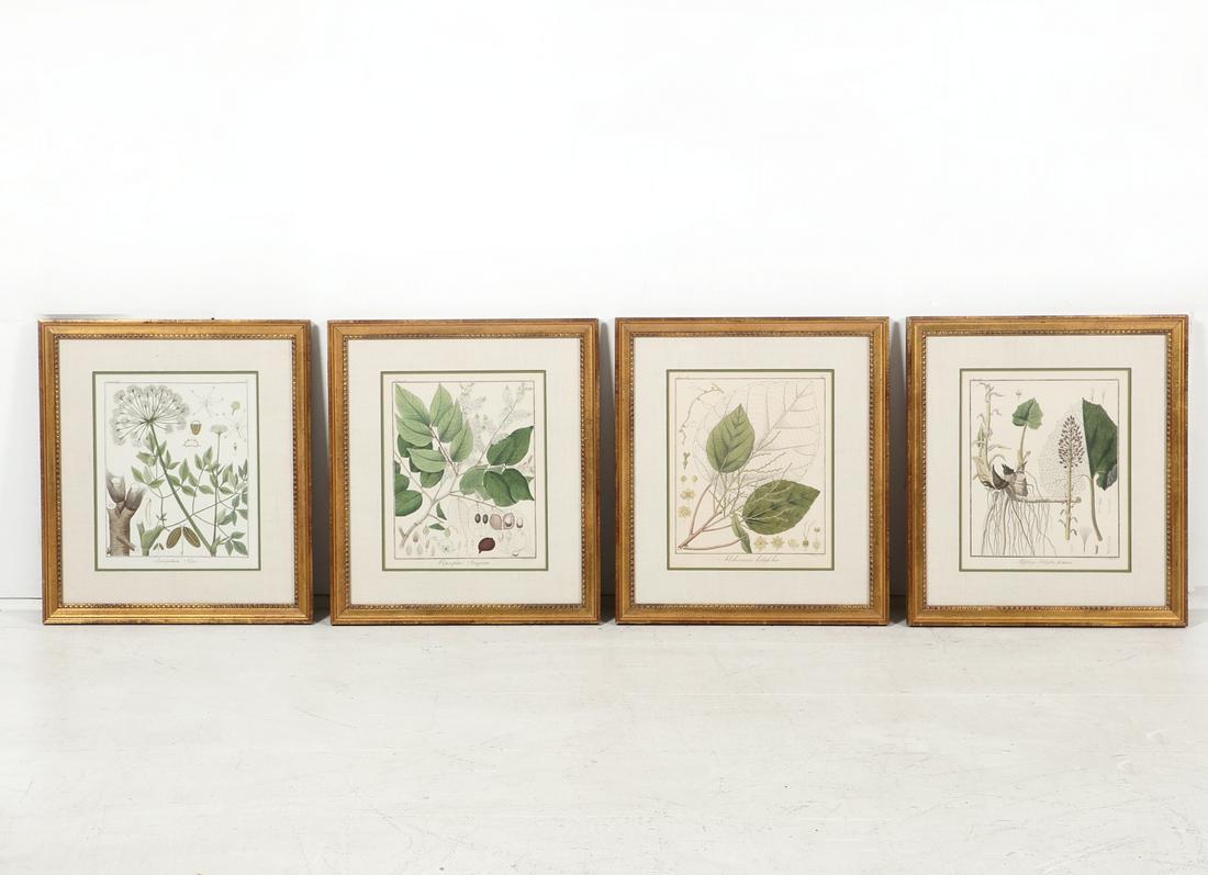 A group of four hand colored botanical engravings (1 of 6)
